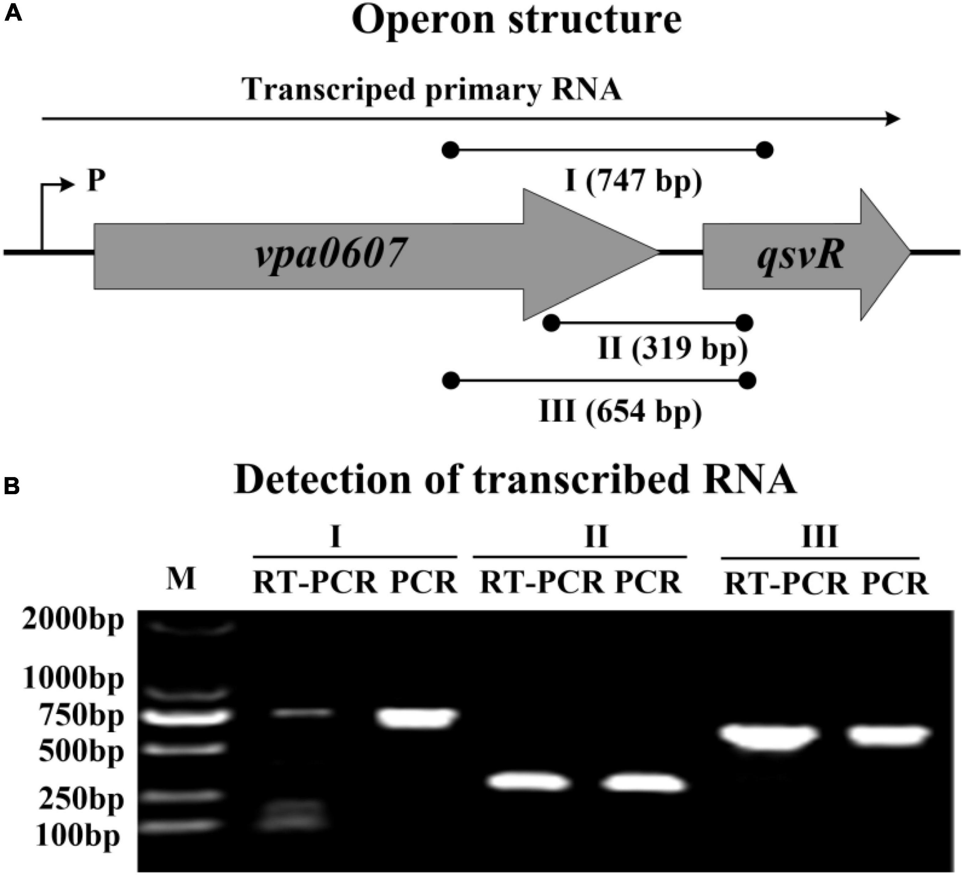 Quorum sensing and QsvR tightly control the transcription of vpa0607 encoding an active RNase II-type protein in Vibrio parahaemolyticus